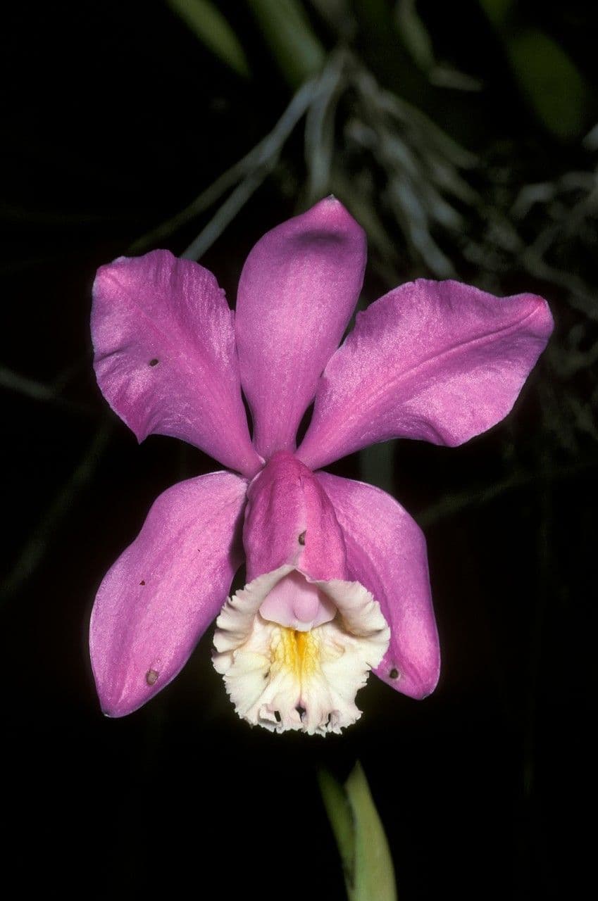 Cattleya Harrisona
