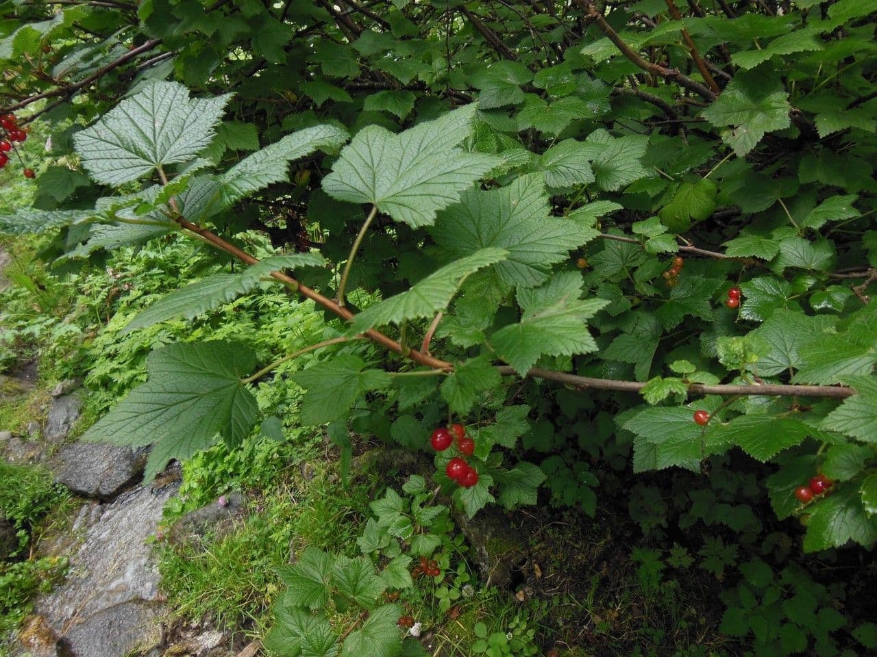 Ríbezľa červená 29