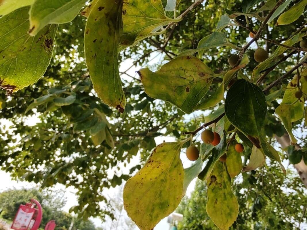Celtis sinensis 2
