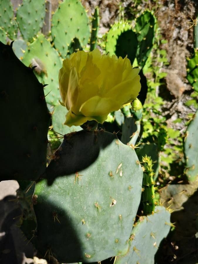 Erect prickly-pear 26