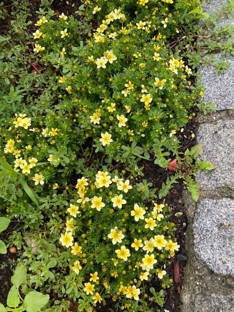 Bidens aurea 9