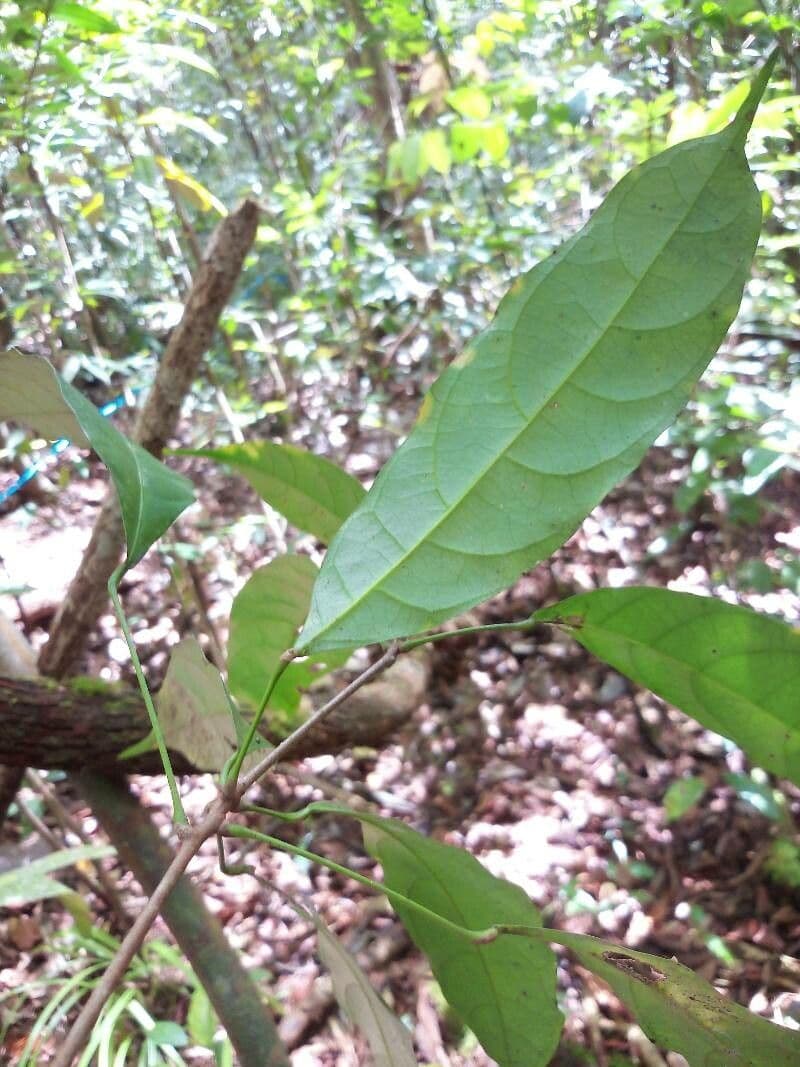 Pimelodendron 5