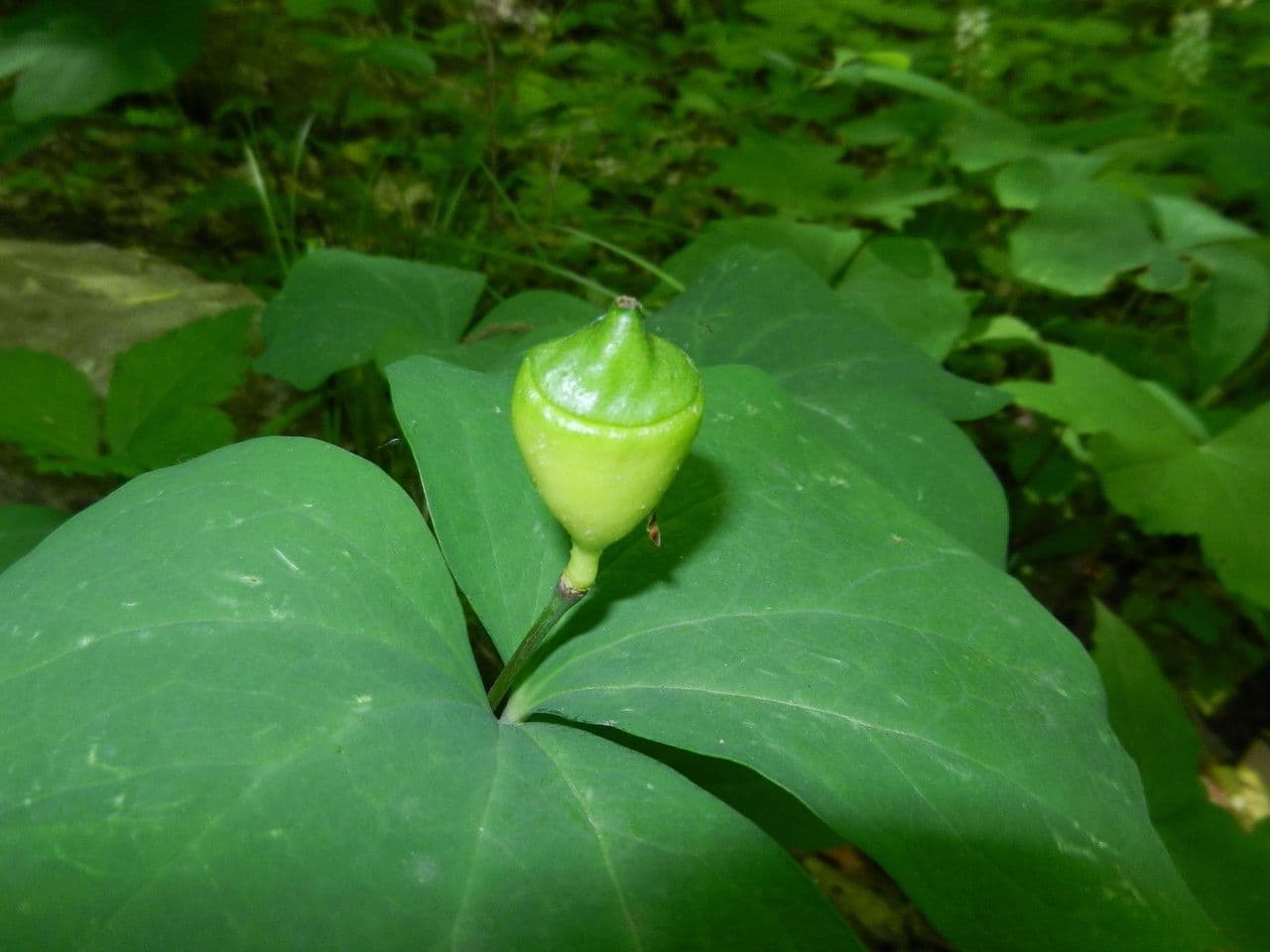 Jeffersonia diphylla 4