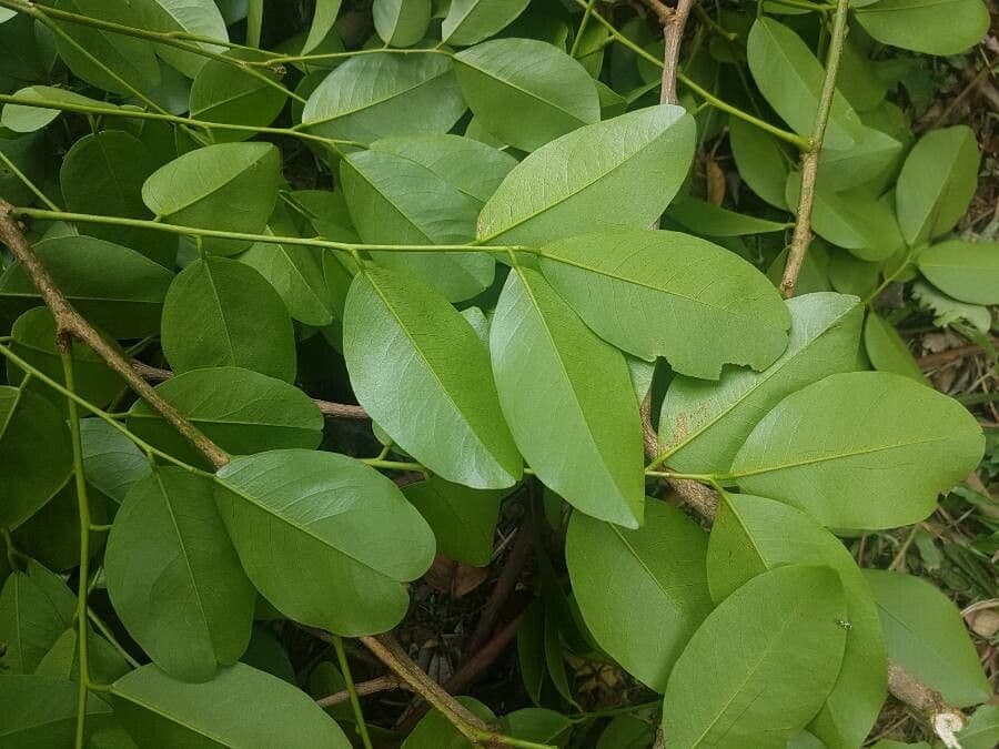 Pterocarpus 10