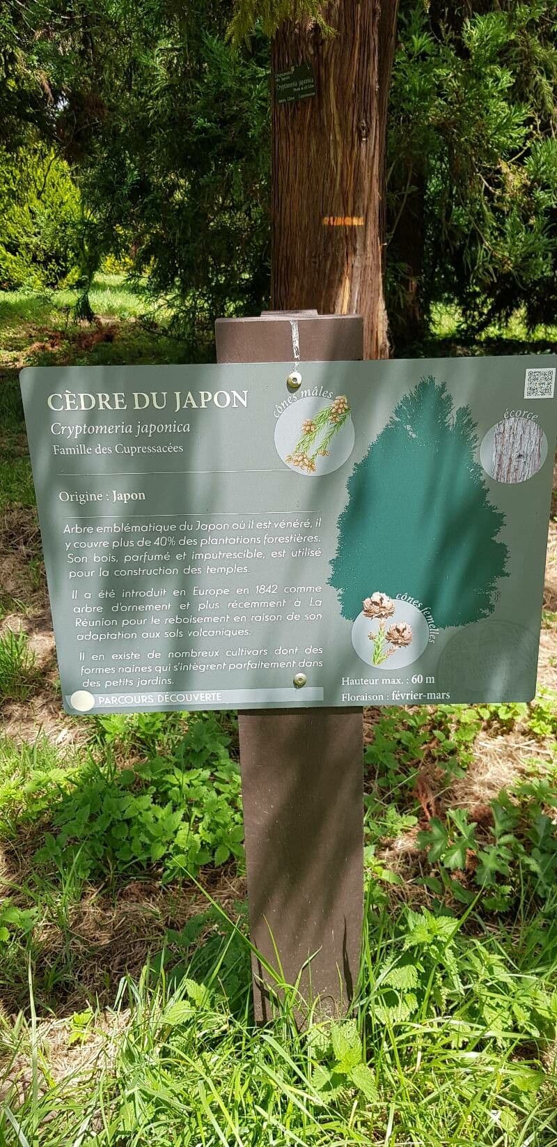Criptomeria japonesa 28