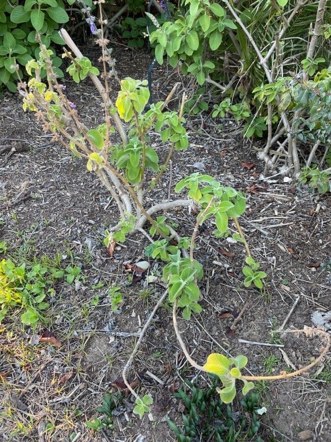 Coleus barbato 12