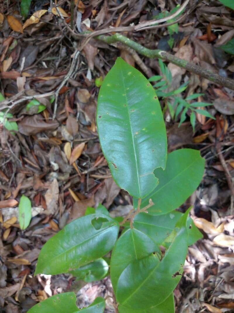 Cotylelobium 2
