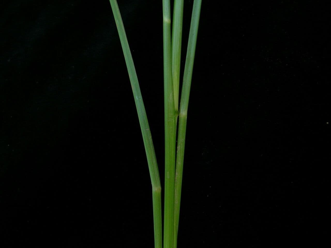 Sporobolus 4