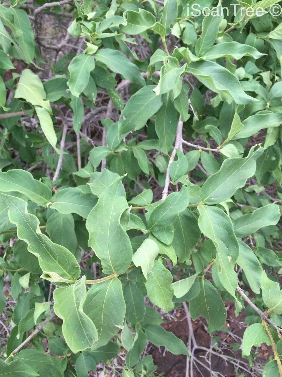 Vangueria 14