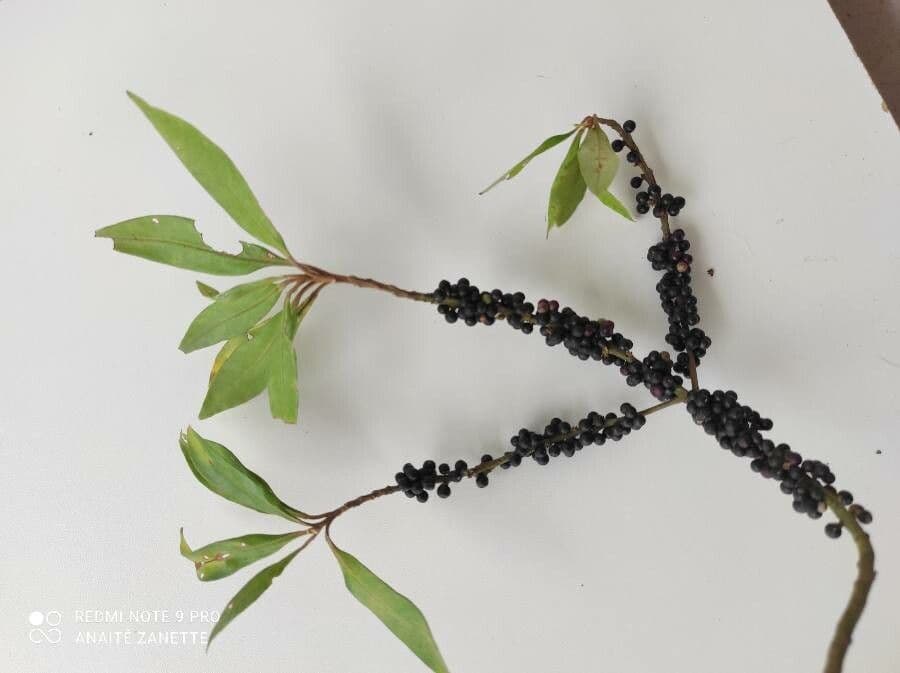 Myrsine coriacea 14