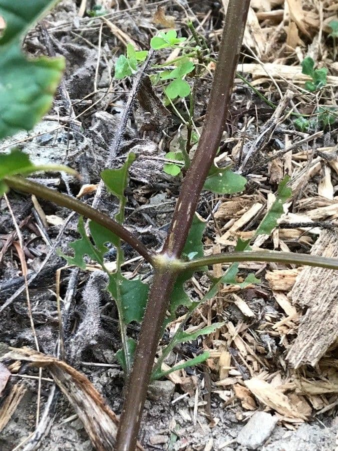 Ageratina aromatica 17