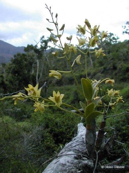 Dendrobium 7