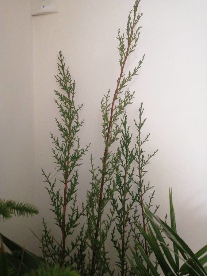 Kanaren-Tamarisk 17