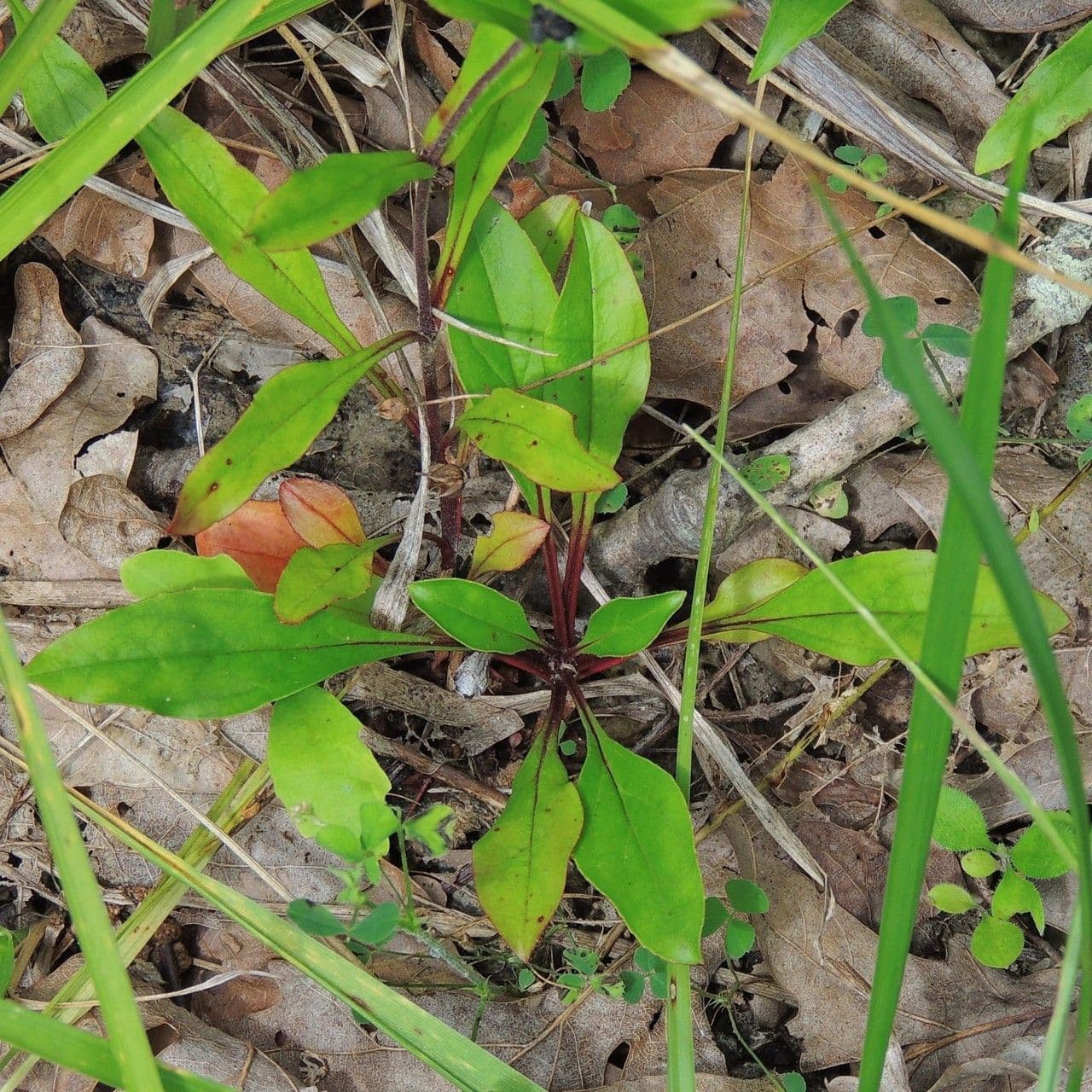 Penstemon hirsutus 6