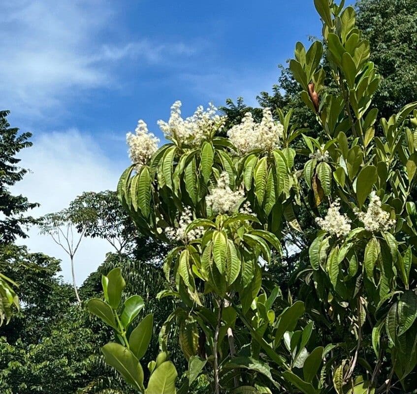 Miconia affine 10