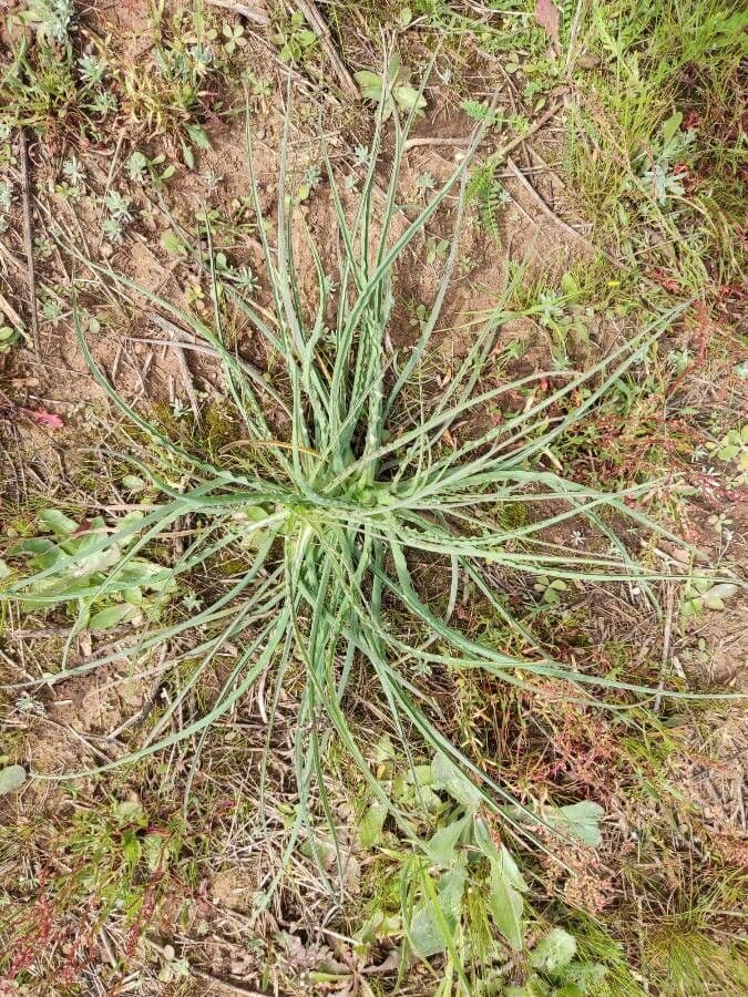 Třapatka Crocus 22