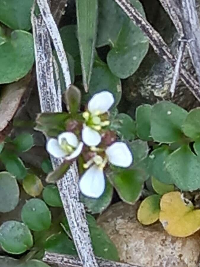Billeri impatiens 7