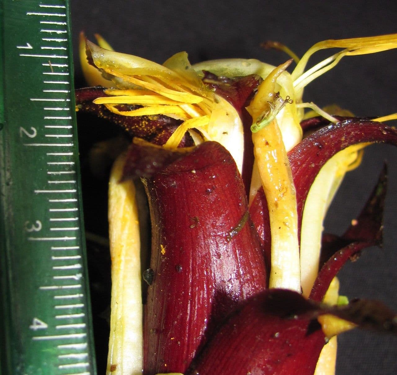 Pitcairnia 2