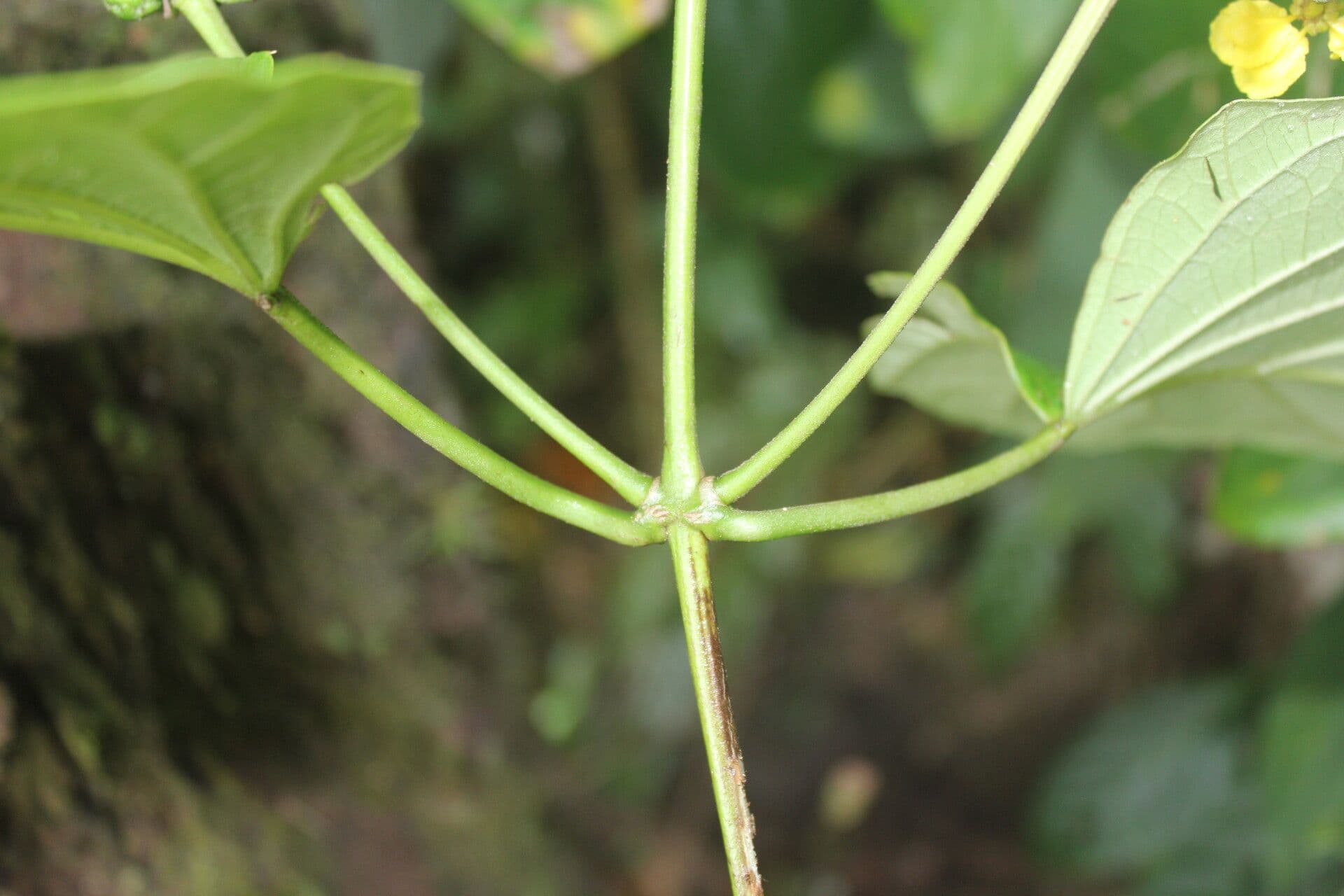 Stigmaphyllon 13