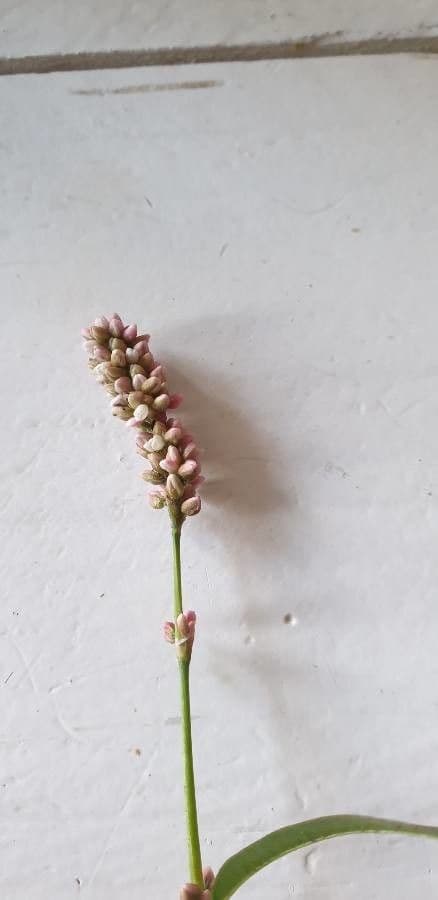 Persicaria de hoja de acedera 22