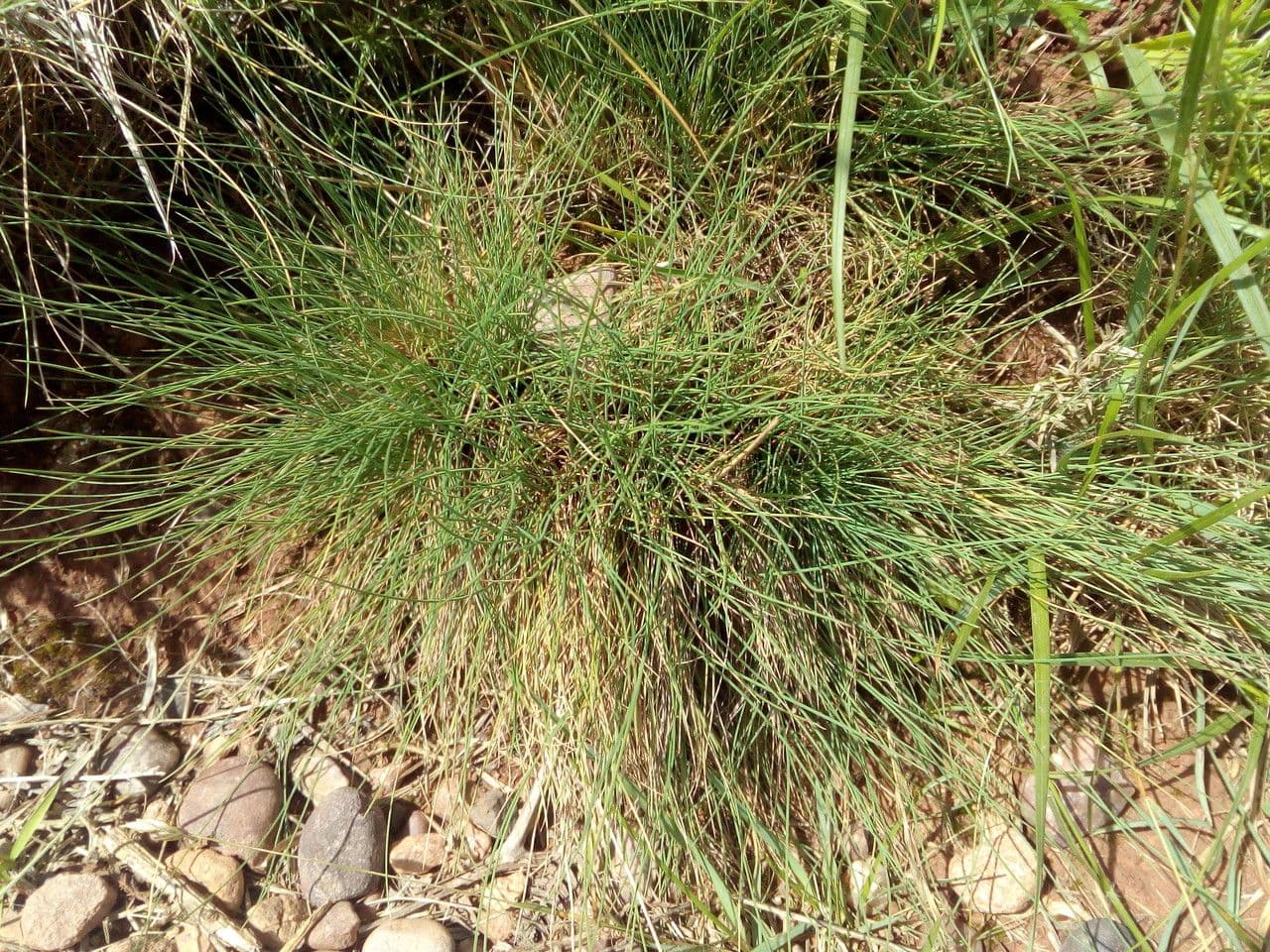 Agrostis curtisii 13