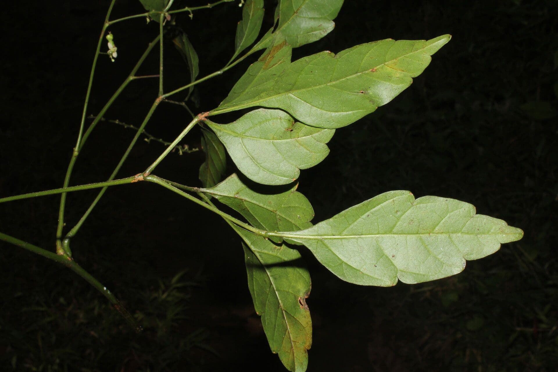 Serjania 15