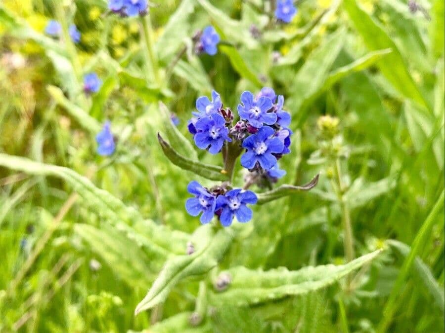 Buglossoides azzurra 12