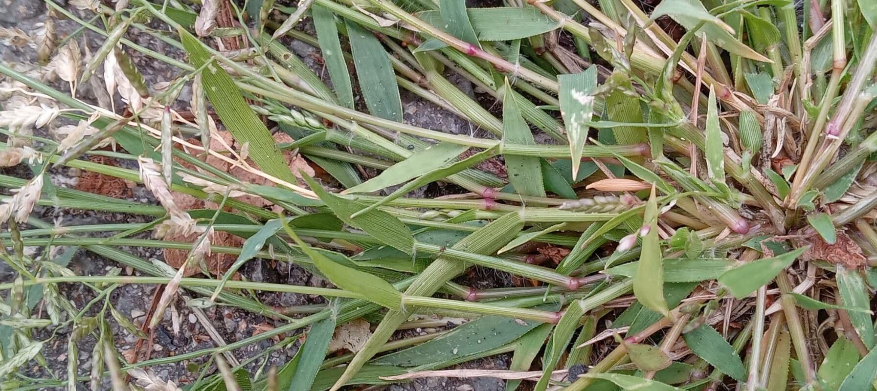 Fienarola minore 20