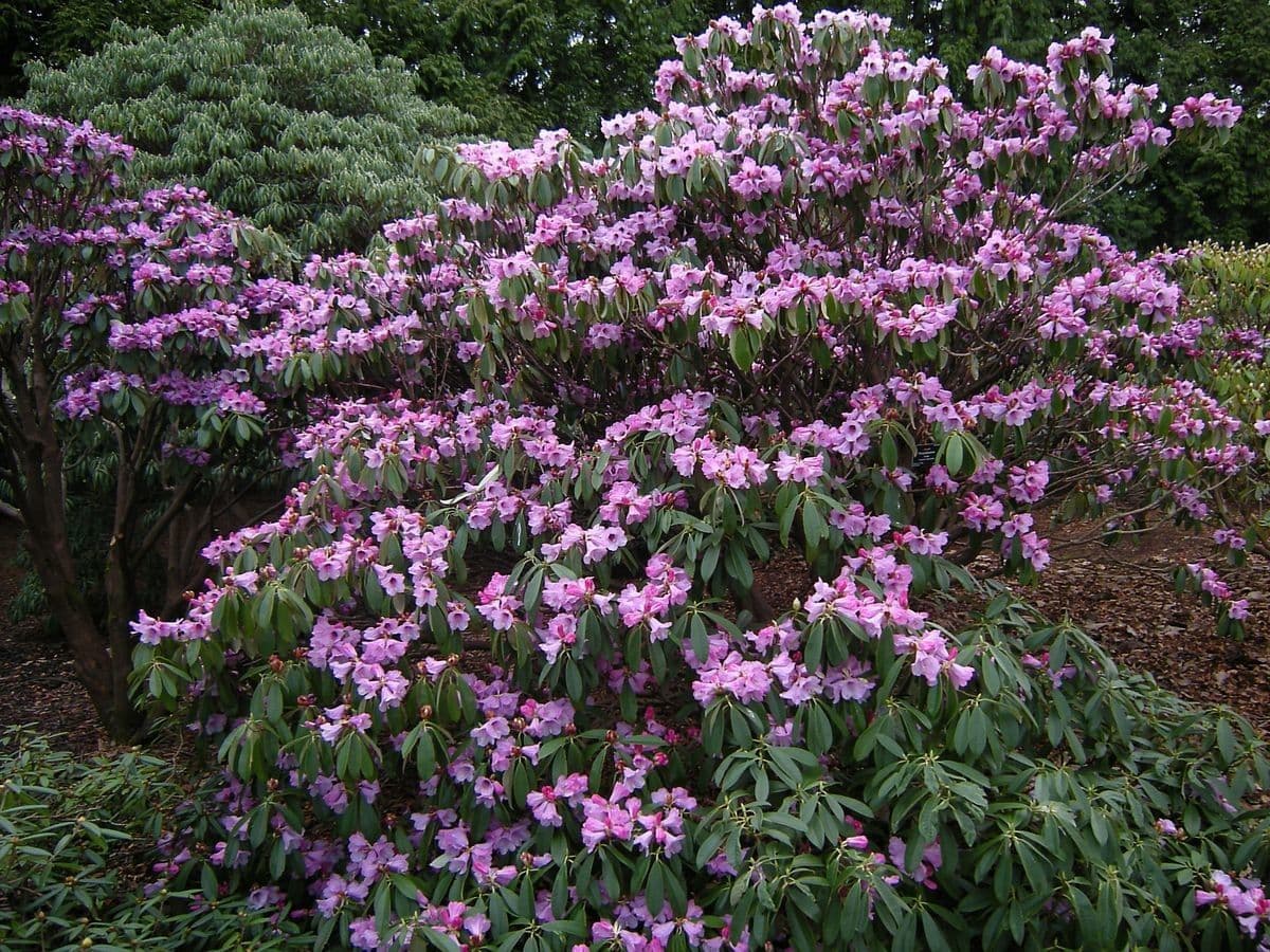 Rododendro 8