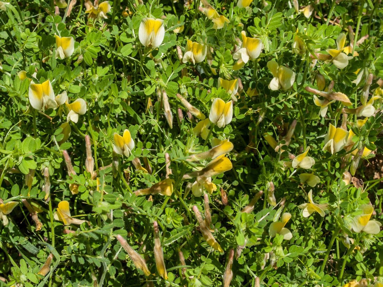 Vicia hybrida 15