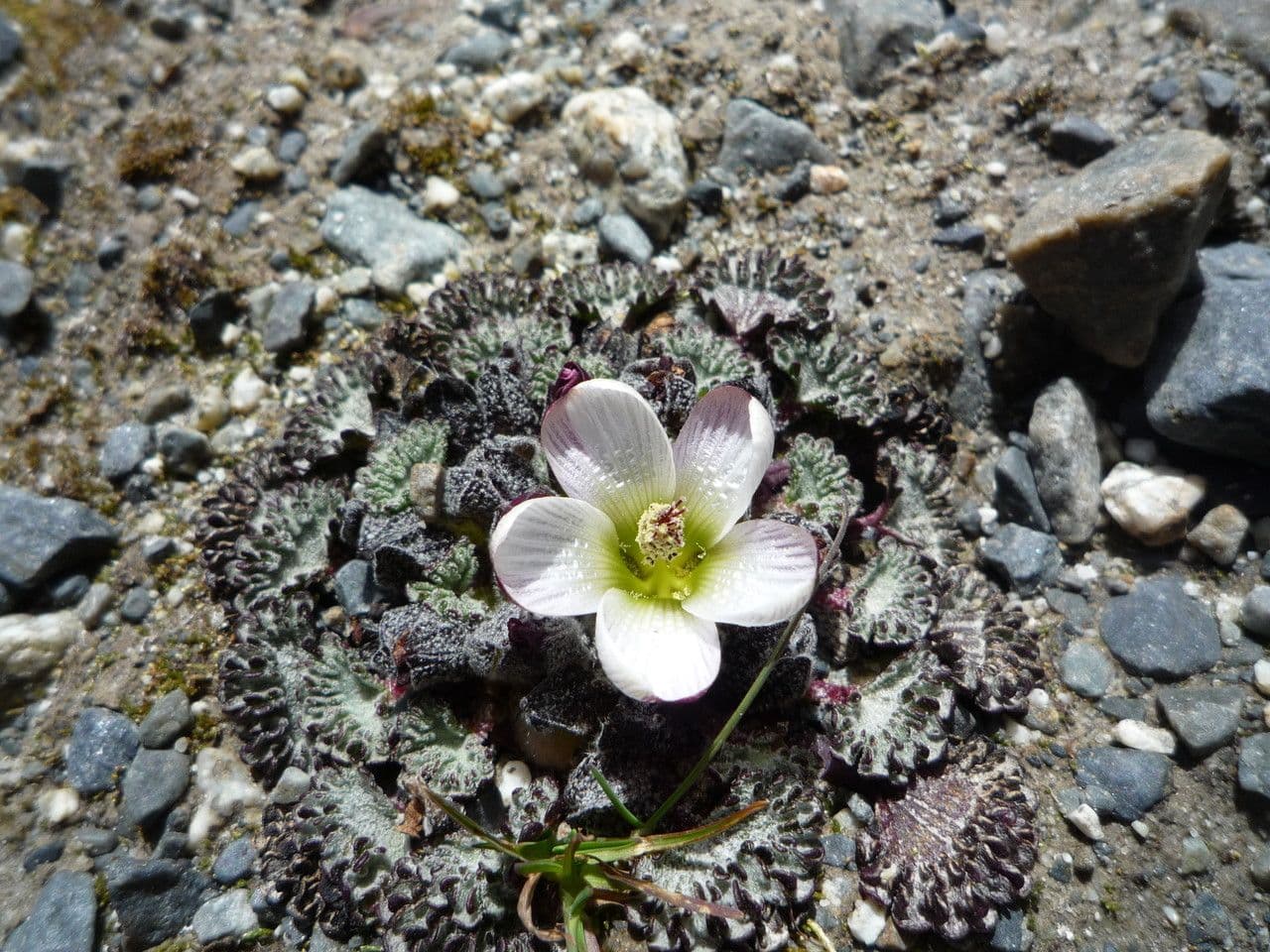 Nototriche 3