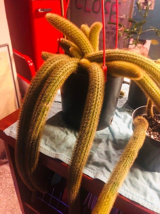 Cleistocactus 12