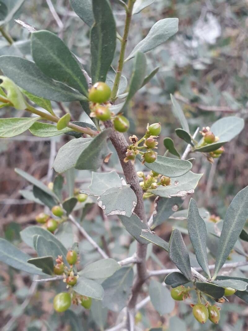 Schinus 2