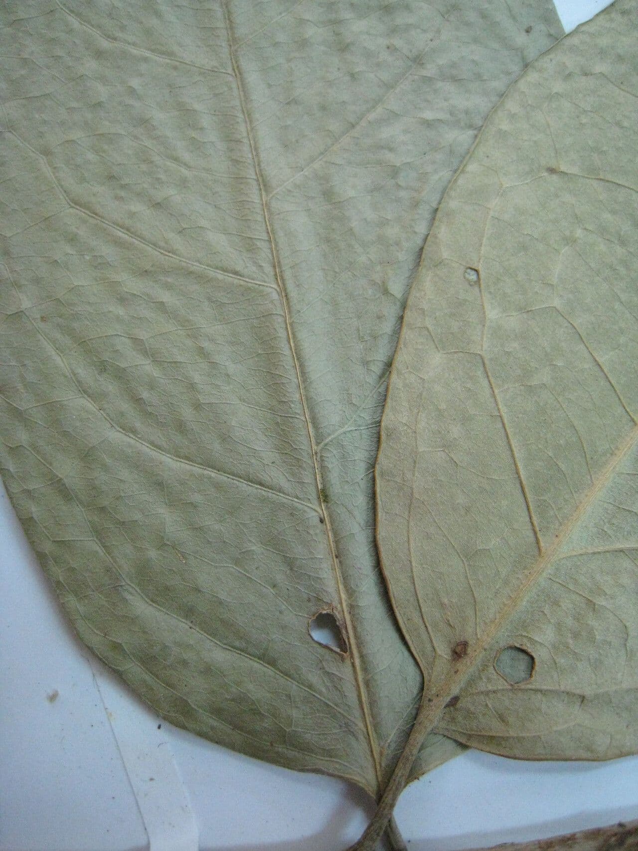 Bunchosia 10