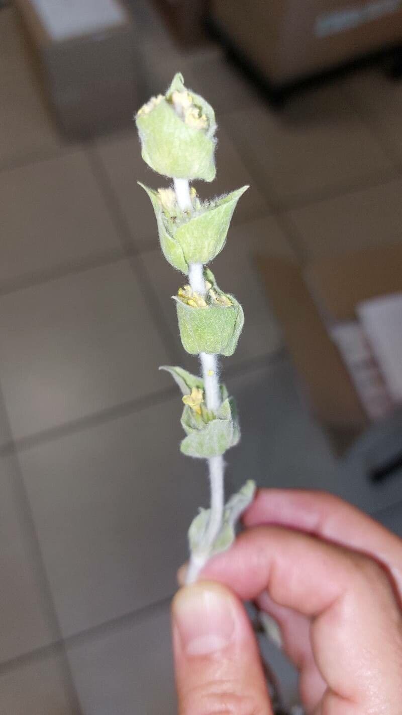 Sideritis syriaca 12
