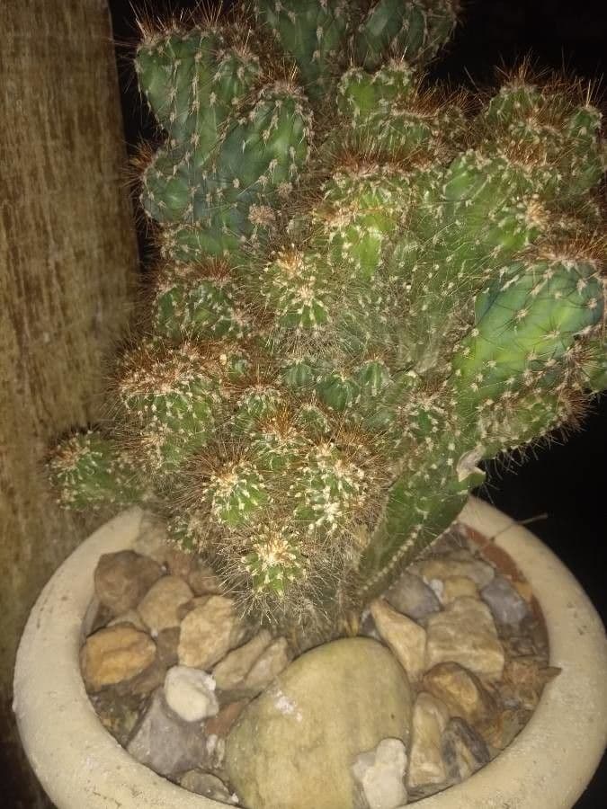 Cactus mela del Perù 7