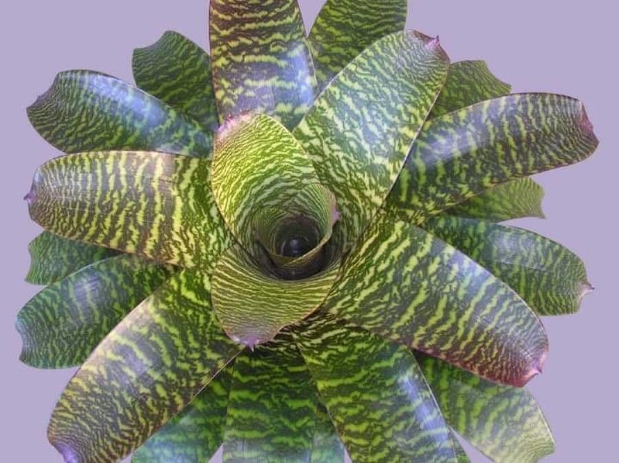 Vriesea 12