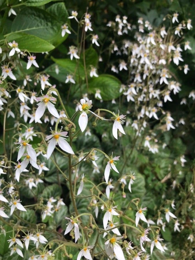 Sassifraga stolonifera 2