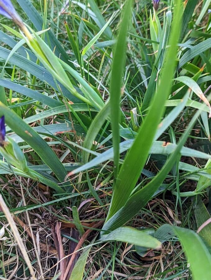 Iris di Douglas 18