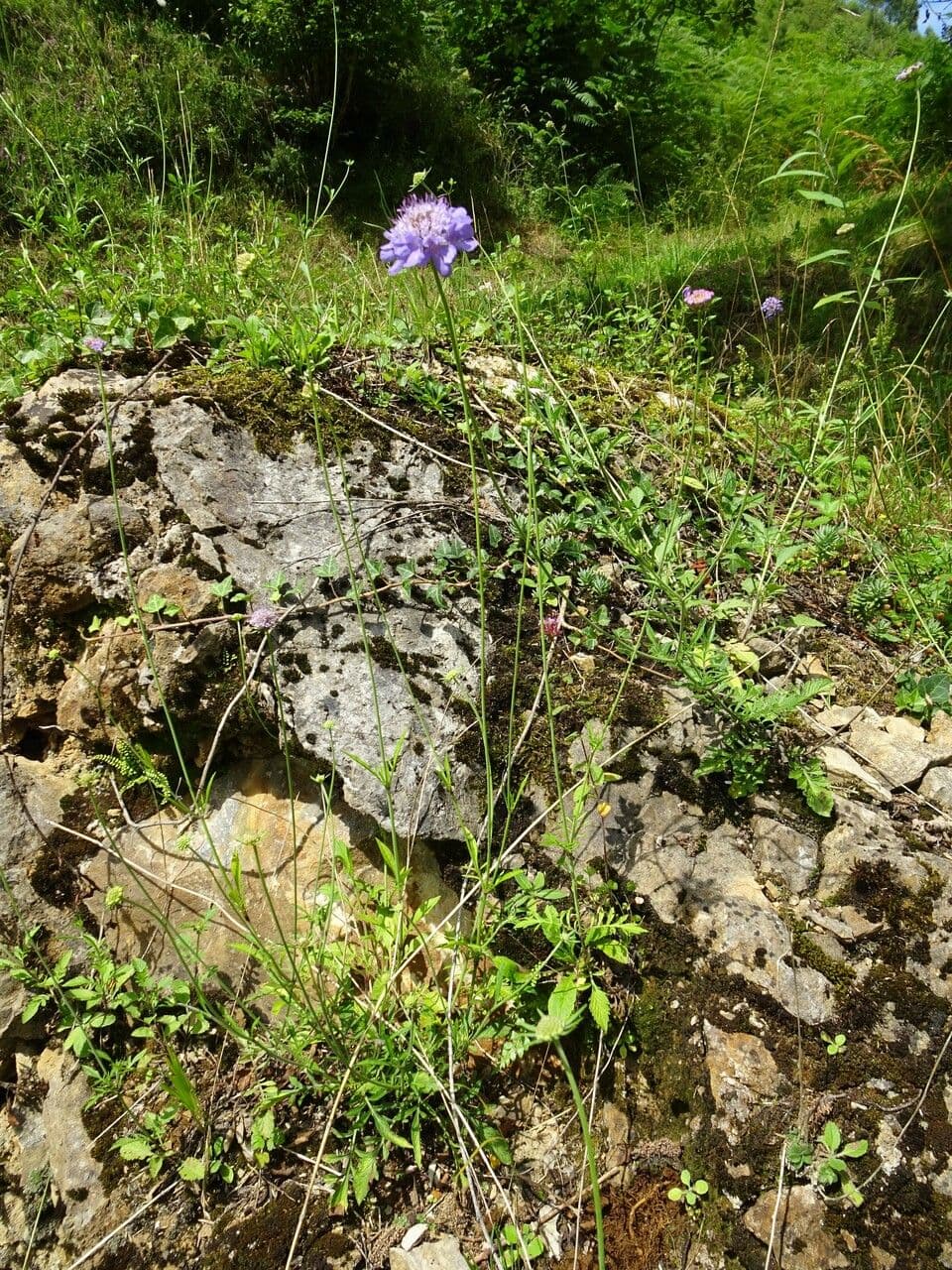 Vedovina lucida 14