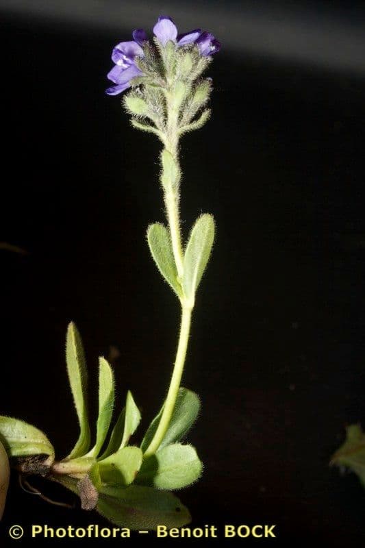 Veronica bellidioides 22
