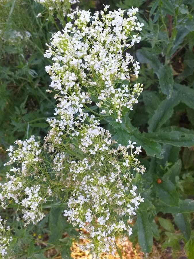 Draba 6