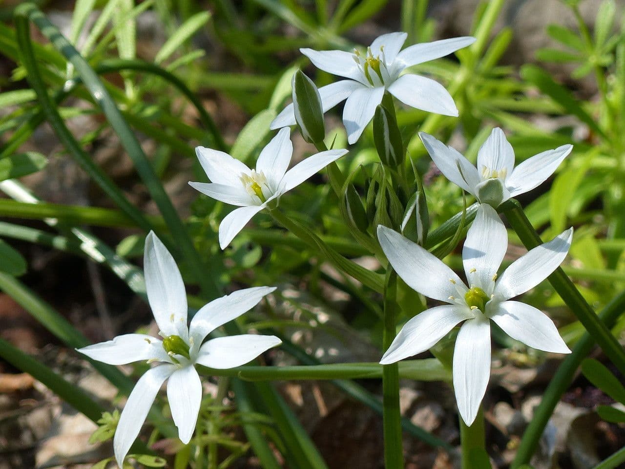 Ornithogale branchu 11