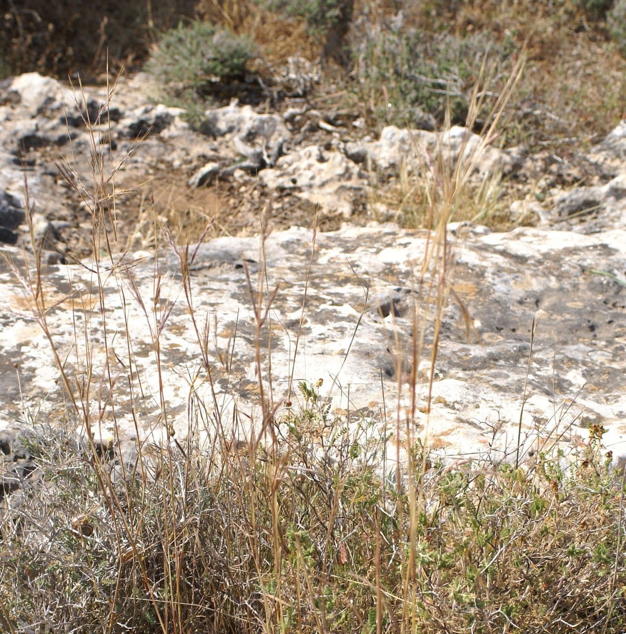 Cerrillo 14