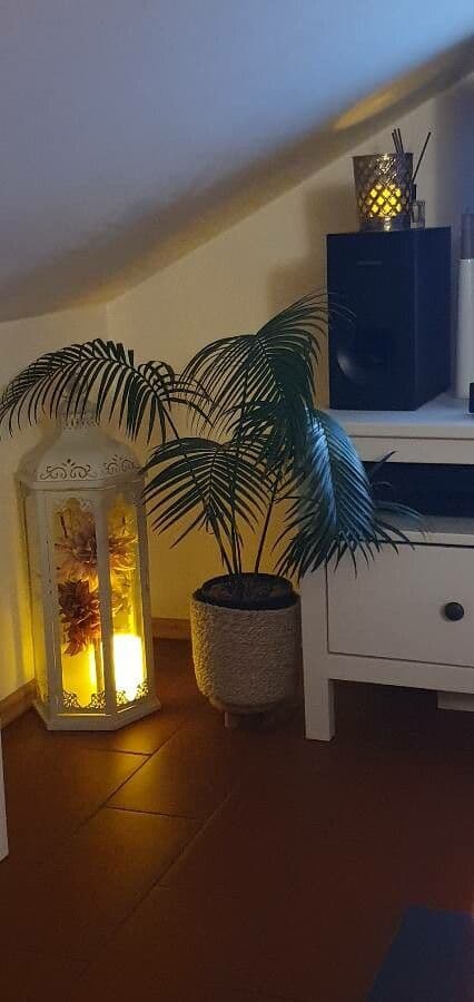 Lepidozamia