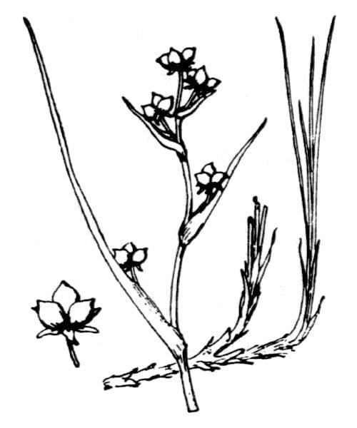 Blasenbinse 22