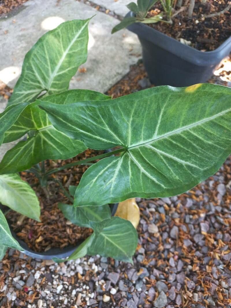 Syngonium 14