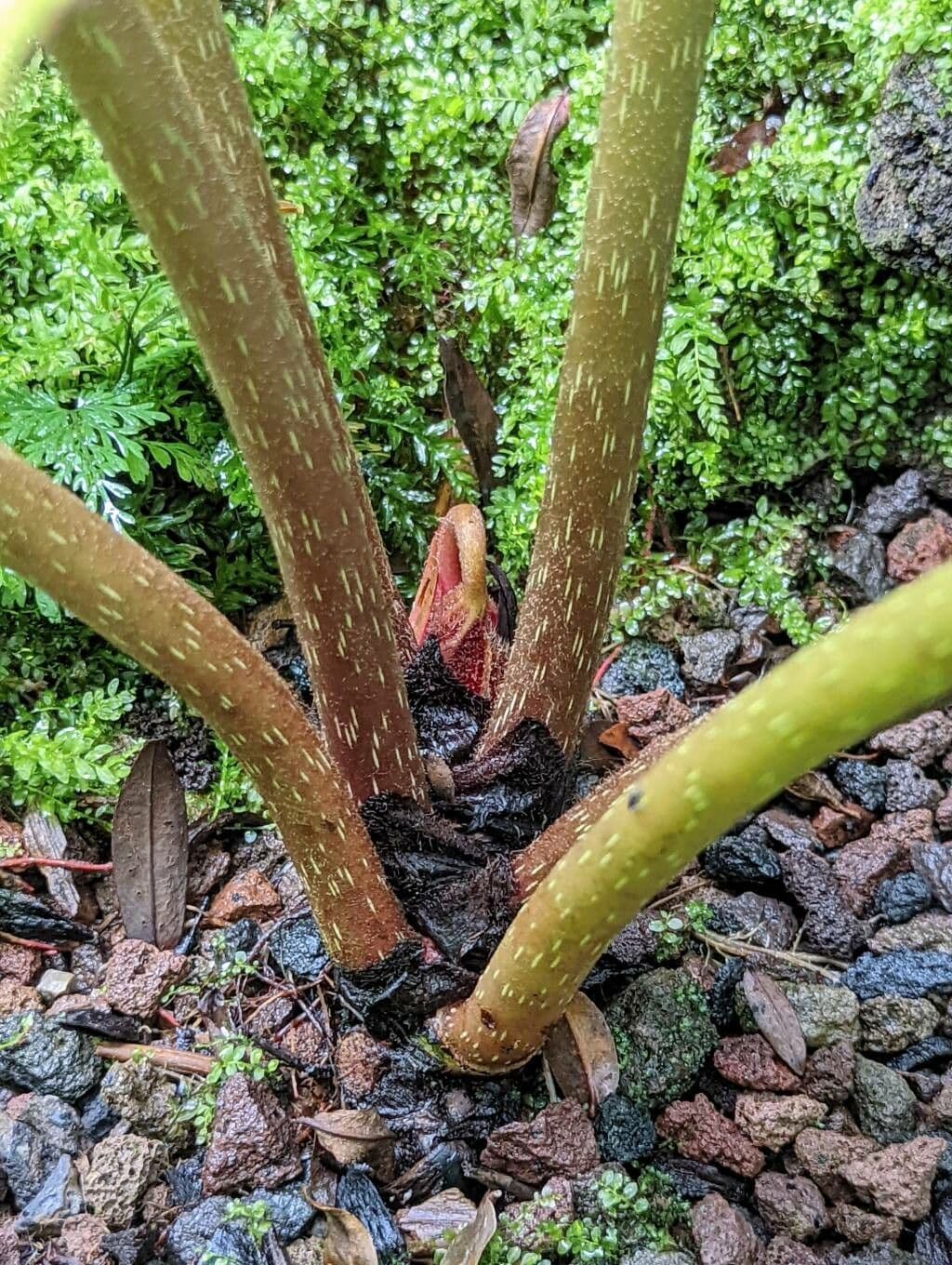 Begonia 5