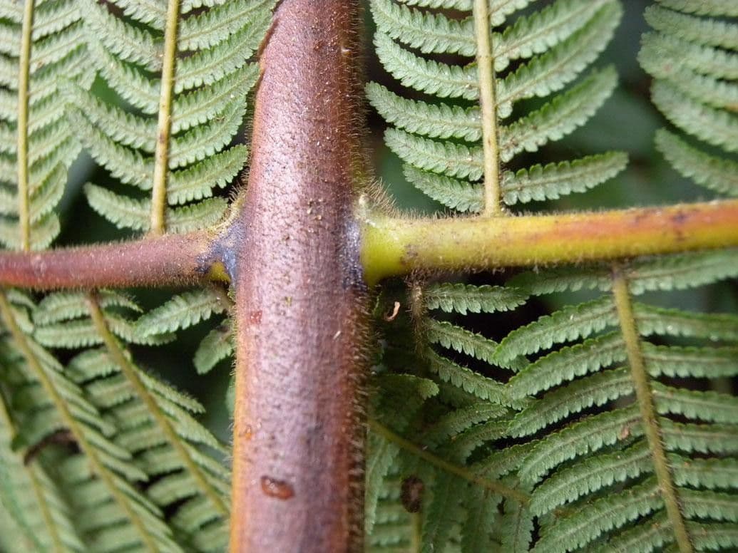 Cyathea bicrenata 15