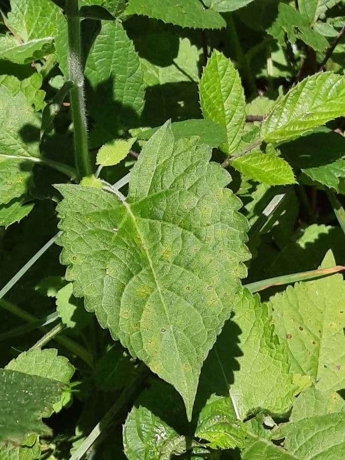 Salvia vischiosa 16